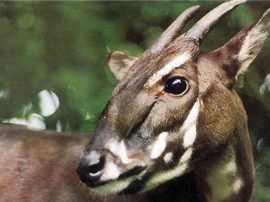 Từ phát hiện đột phá về bộ gene Sao La ở Việt Nam: Nghiên cứu gene giúp bảo tồn động vật hoang dã