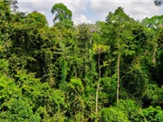 Rừng ở châu Phi chuyển từ bể chứa carbon sang nguồn phát thải carbon