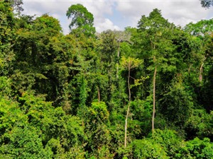 Rừng ở châu Phi chuyển từ bể chứa carbon sang nguồn phát thải carbon