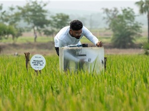 Mitti Labs: Công nghệ kiểm soát phát thải metan từ ruộng lúa