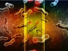 Cứu vi sinh vật: Bước tiến quan trọng nhất trong bảo tồn đa dạng sinh học