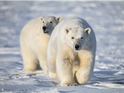 Gấu Bắc Cực biến đổi gene để thích nghi với biến đổi khí hậu và tránh nguy cơ tuyệt chủng