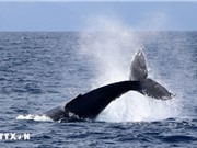 Đòi quyền sống cho cá voi