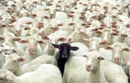 Loài Cừu Và Những Sự Thật Thú Vị Ít Biết
