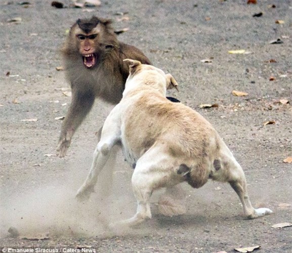 Những trận đại chiến "kinh hoàng" giữa khỉ và các động vật khác