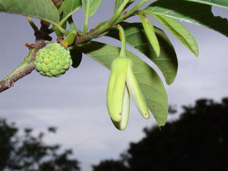 Kỹ thuật trồng và chăm sóc cây na tại nhà cho trái sai trĩu