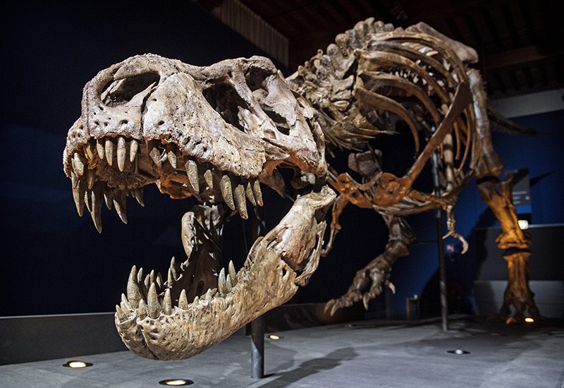 Trái đất từng có bao nhiêu khủng long bạo chúa T.rex?